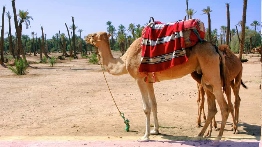 Marrakech Palmeraie: Camel Ride & Quad Bike Experience - What to wear and bring for the smoothest day