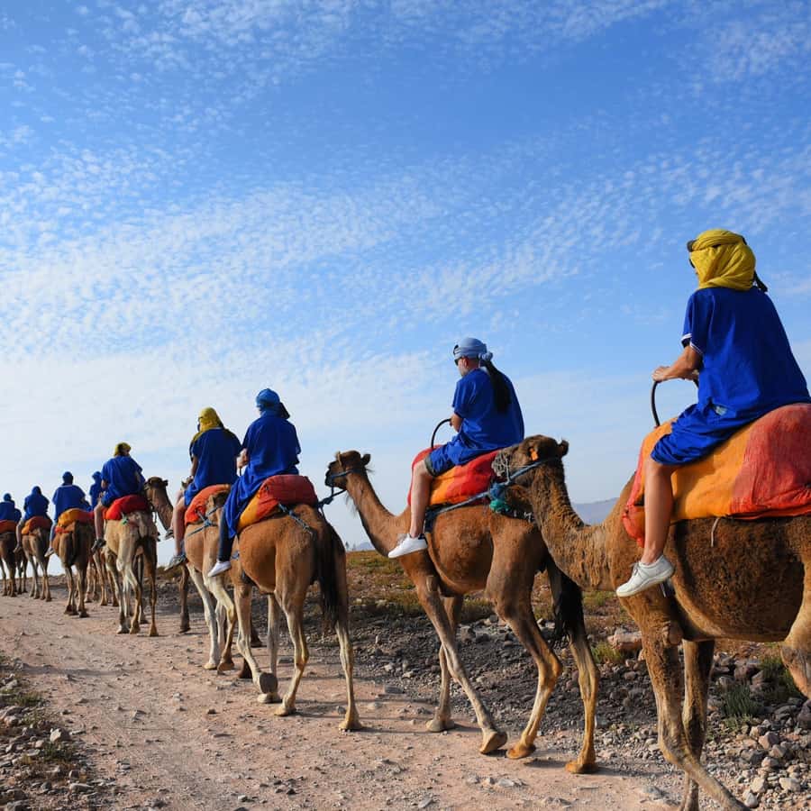 Marrakech: quad bike and Camel Ride in Marrakech - Quad biking in the palms: two hours of controlled adrenaline