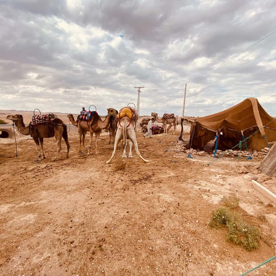 Marrakech: Quad Bike & Camel with dinner show & sunset - Pickup From Marrakech and the Van Ride That Sets the Mood