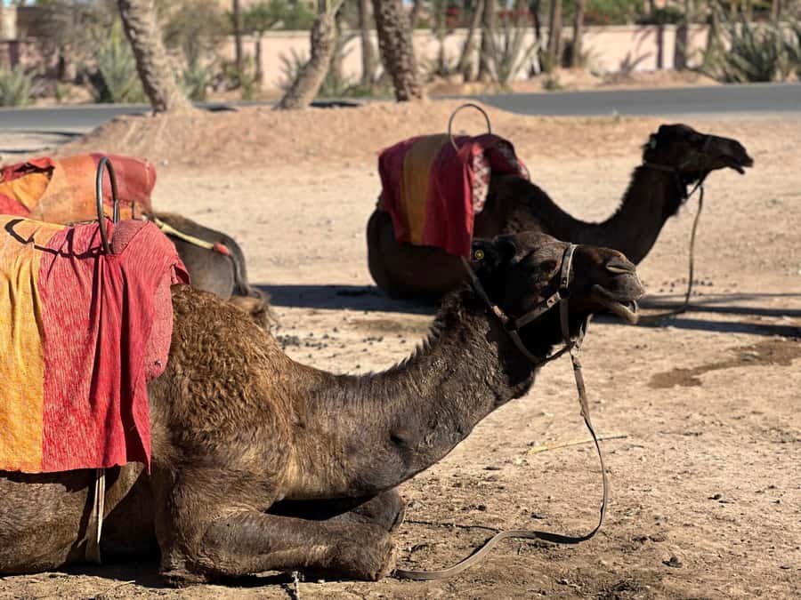 Marrakech: Quad Bike excursion at the sunset with Tea Break - From Marrakech to the Palmeraie: the easy start