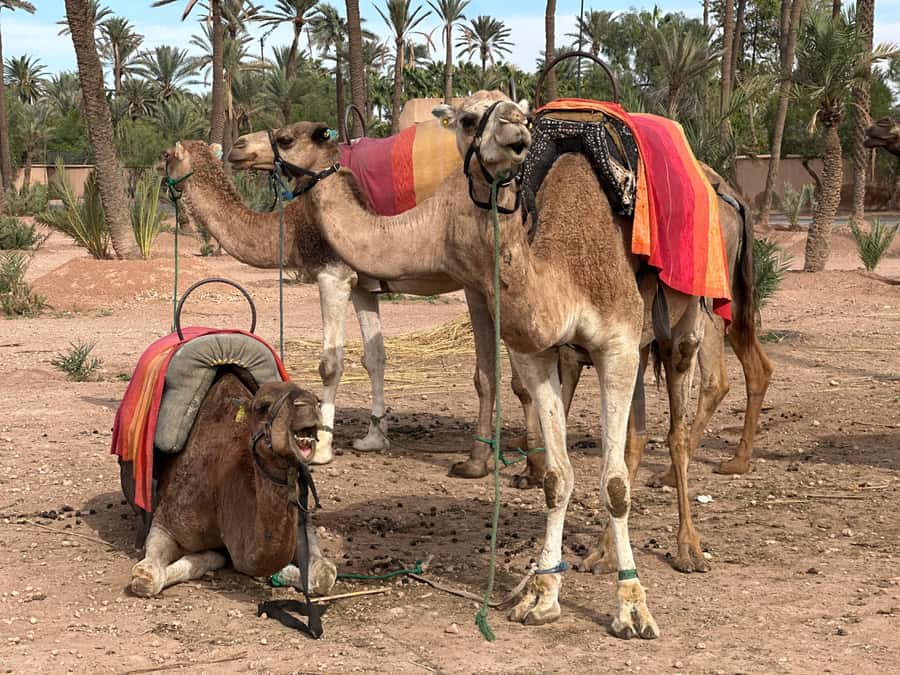 Marrakech: Quad Bike excursion at the sunset with Tea Break - The Jbilet Desert tea break: more than a rest stop