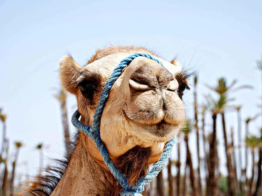 Marrakech: Sunset Camel Ride in Palmeraie - Berber home tea: more than a quick stop