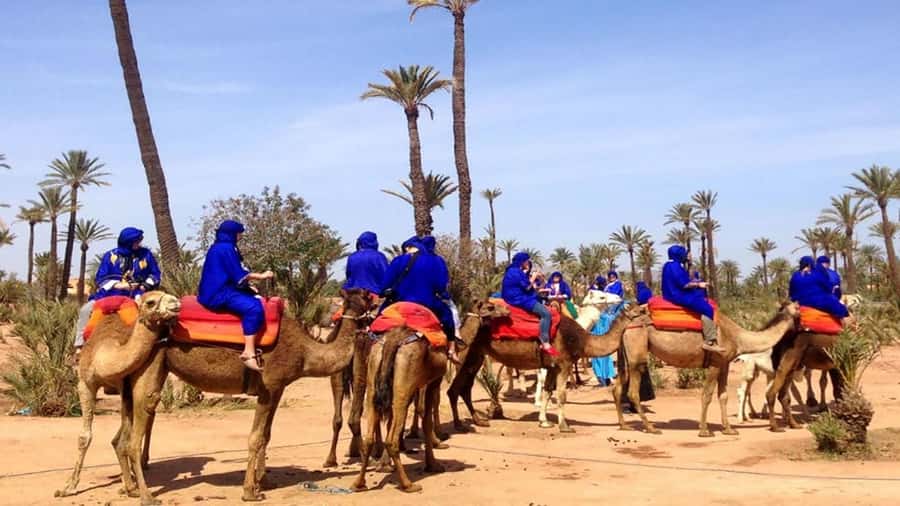 Marrakech: Sunset Camel Ride in Palmeraie - The 1-hour camel ride through the palm grove