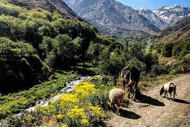 Marrakech: Three Valleys, Atlas Mountains and Waterfalls Tour - Mountain Views and the Highest-Peak Photo Moment