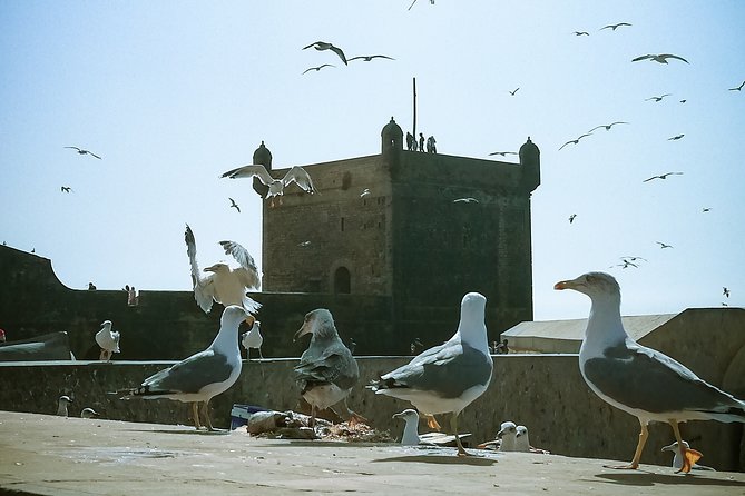 Marrakech to Essaouira: Private Tour - Surfing interest and what to plan for