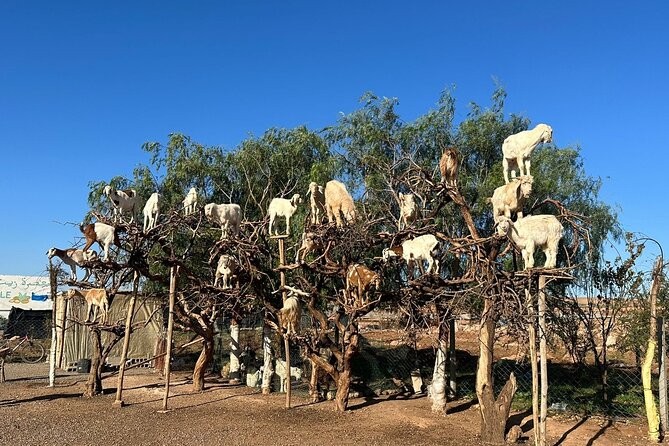Marrakech to Essaouira / Small group day tour To Essaouira - Transport, timing, and group size: practical expectations