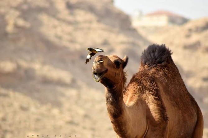 Marrakech to Merzouga—Sahara Desert | 3 Days & 2 Nights - Merzouga arrival: Todra Gorge plus camel time