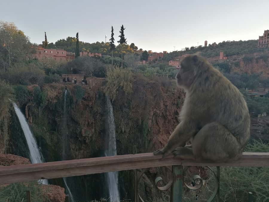 Marrakech to Ouzoud waterfalls day tour - Guide & boat ride - Guides You Might Meet: Names and What to Watch For