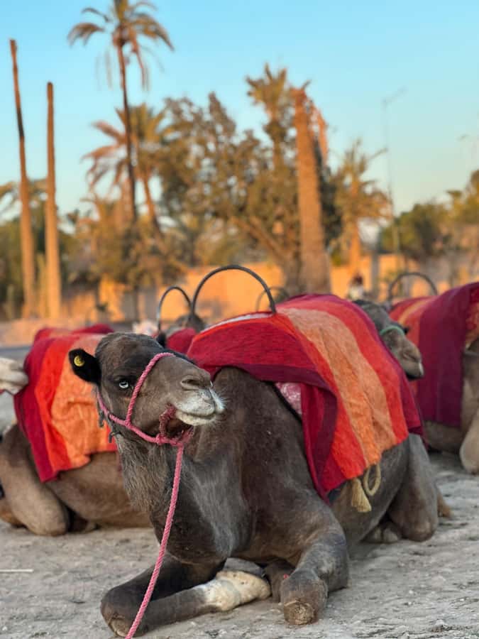 Marrakech:quad excursion at Jbilet desert with Moroccan tea - The 2-Hour Quad Ride: What You Actually Do Out There