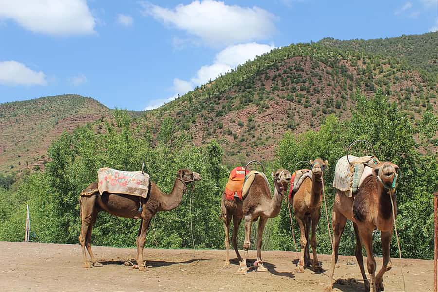 Marrakech's Atlas Adventures Ourika valley & Savory Lunch - Waterfalls and Atlas Mountain walking: pace, views, and the optional add-on