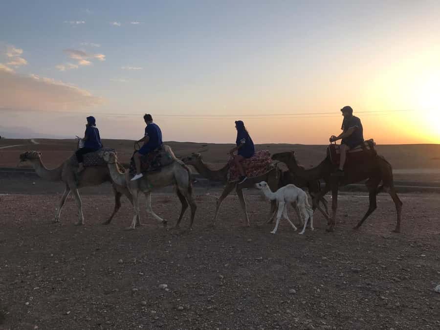 Marrakesh: Agafay Desert Quad & Camel Tour with Dinner - Who should book, and who should pass