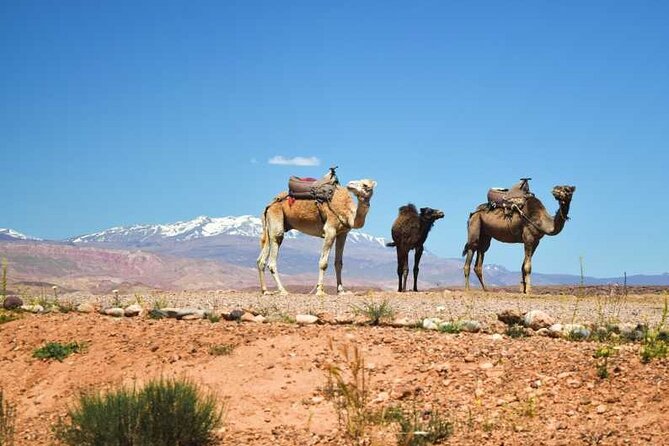 Marrakesh: Agafay Desert , sunset camel ride,meal and show - Key points worth marking on your map