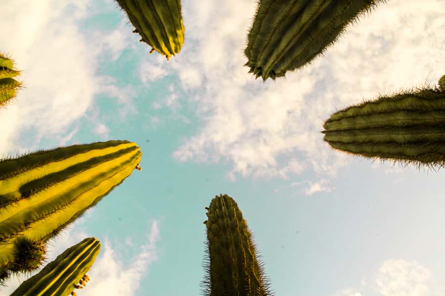 Marrakesh: Cactus Thiemann Entry Ticket - Key things to know before you go