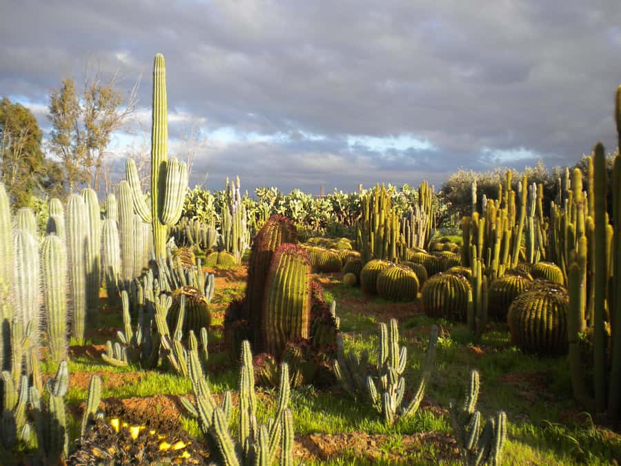Marrakesh: Cactus Thiemann Entry Ticket - Cactus Thiemann’s main draw: 150+ species and 9-meter giants