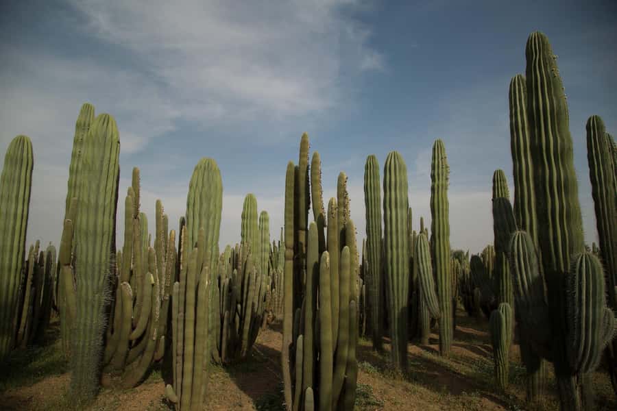 Marrakesh: Cactus Thiemann Entry Ticket - Where it is: Km 10, Route de Casablanca, about 10 km from Marrakech