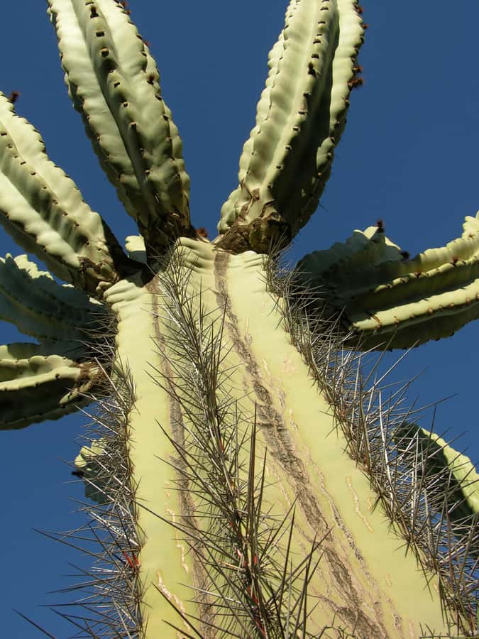 Marrakesh: Cactus Thiemann Entry Ticket - Getting there without stress: free shuttle time slots and meeting point
