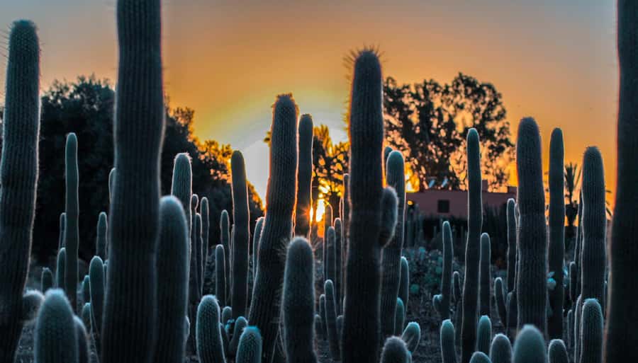 Marrakesh: Cactus Thiemann Entry Ticket - What you’ll actually do inside: wandering, looking up, and using the shooting area