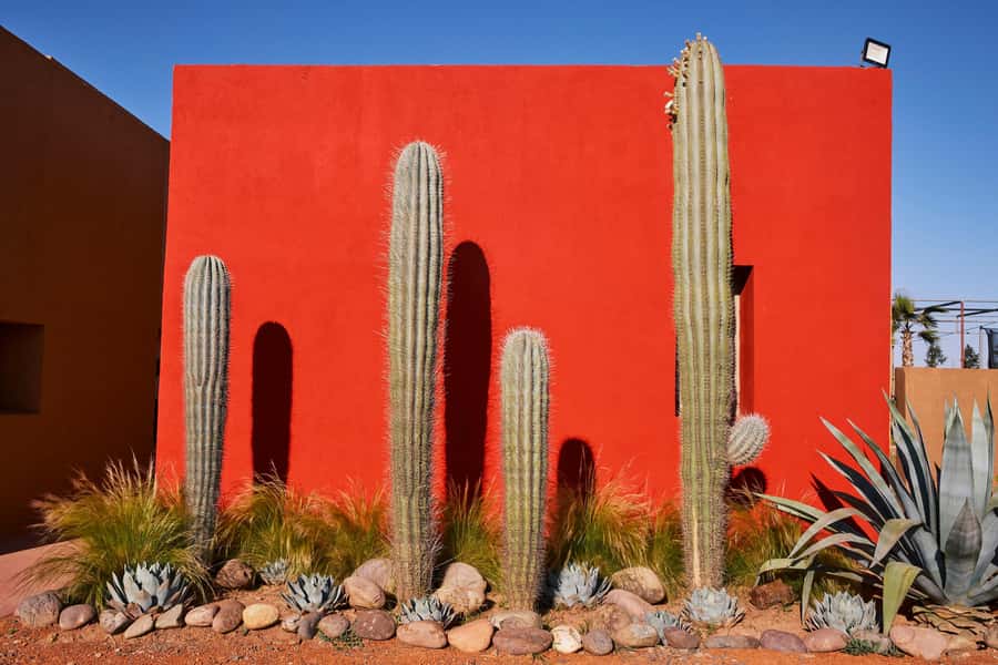 Marrakesh: Cactus Thiemann Entry Ticket - Who this ticket suits (and who might not love it)