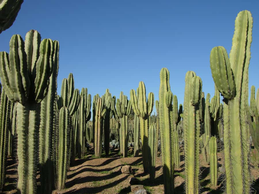 Marrakesh: Cactus Thiemann Entry Ticket - The Hans Thiemann and Jacques Majorelle connection (why this place feels personal)