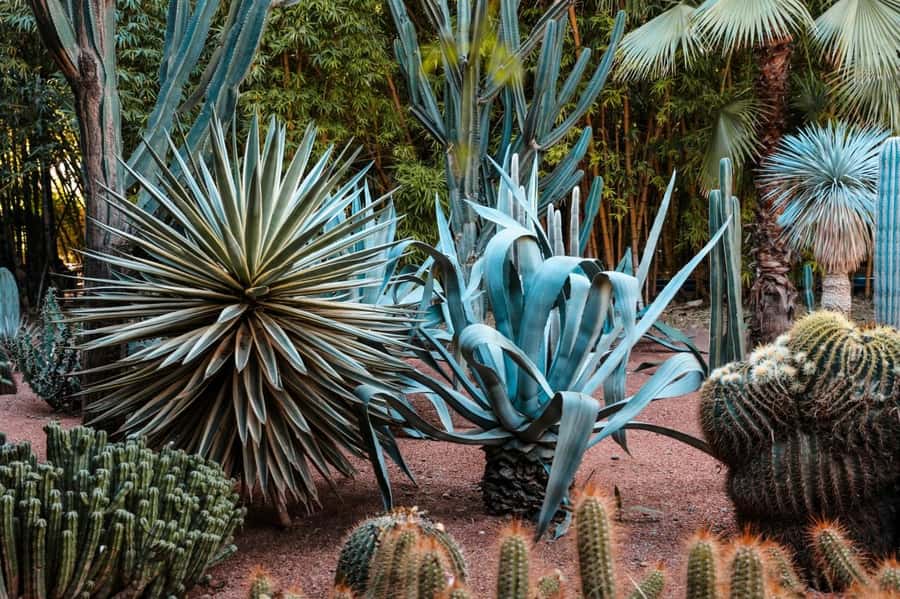 Marrakesh: Majorelle Garden Entry Tickets - What 1 Hour Feels Like Inside Jardin Majorelle