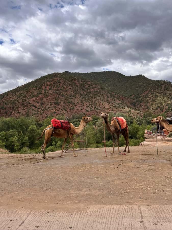 Marrakesh: Ourika Valley & Atlas Mountains, Day Trip + Lunch - Getting There: pickup choices and what the van ride is really like