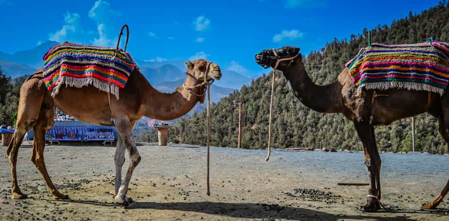 Marrakesh: Ourika Waterfalls, Atlas Mountains, Guide + Lunch - Price and value: does $18 make sense?