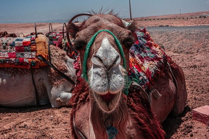 MEDINA of ESSAOUIRa - Camel ride time: fun, short, and photo-friendly