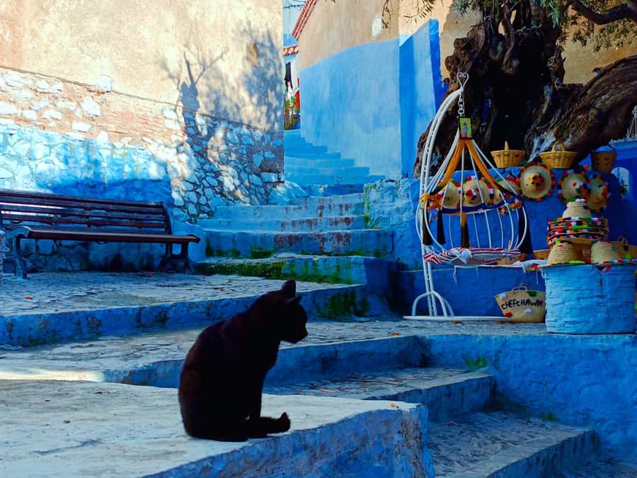 Memorable Day Trip From Fez to Chefchaouen the Blue City - Key highlights at a glance