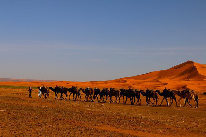 Merzouga Dunes and Berber Culture Private Day Trip with Lunch - Price and value: what $117.80 covers (and why it’s not just a drive)