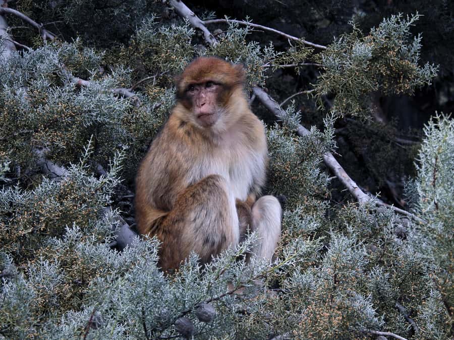 Middle Atlas from Fez Full-Day Adventure - Azrou’s cedar forests: where the macaques steal the show