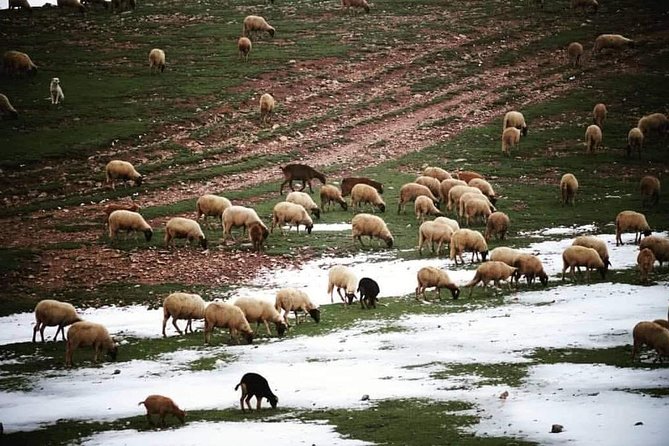 Middle Atlas Mountain Day Trip From Fez - Key highlights before you go