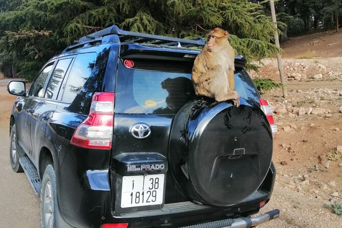 Middle Atlas Mountains, Cedar Forest and Azrou Day Trip from Fez - Ifrane National Park and the Cedar Forest Monkeys