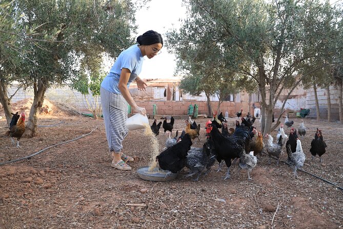 Moroccan Cooking Class and Eco-Farm Visit - Full day - Shared lunch, eating together, and that rooftop/tree downtime