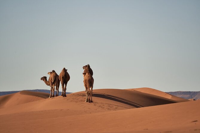 Morocco 8-Night Tour: Chefchaouen, Desert & Hot Air Balloon - Key highlights in this Morocco tour