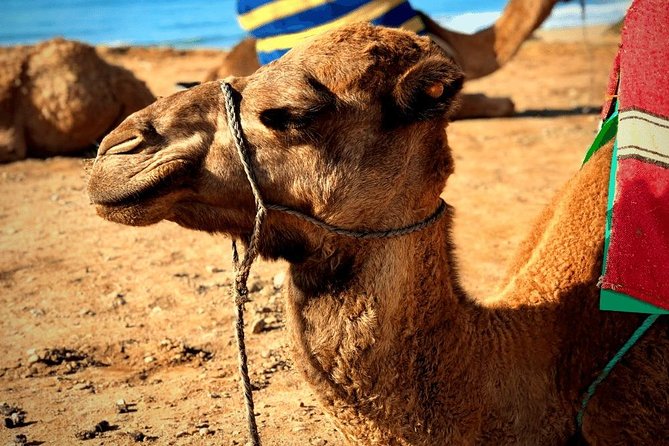 Morocco Day Trip from Spain: Private, Luxury & All-Inclusive - Musee de la Kasbah: Moorish Patterns and a Sultan’s-Residence Feel