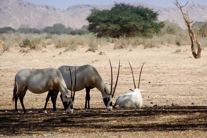 National Park desert safari 4x4 & Admission tickets - Price and value: $81.28 makes sense, if admission is confirmed