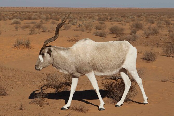 National Park desert safari 4x4 & Admission tickets - Stop 1: Souss-Massa National Park museum, then a 4x4 wildlife circuit