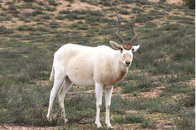 National Park desert safari 4x4 & Admission tickets - Stop 2: Tifnit fisherman village and the wild beach pause
