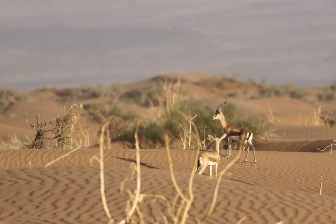 National Park desert safari 4x4 & Admission tickets - Stop 4: Inezgane artisanal pottery time (and why it’s worth the stop)
