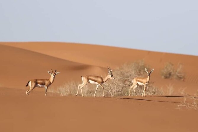 National Park desert safari 4x4 & Admission tickets - Getting there: pickup, vehicle, and the small-group feel