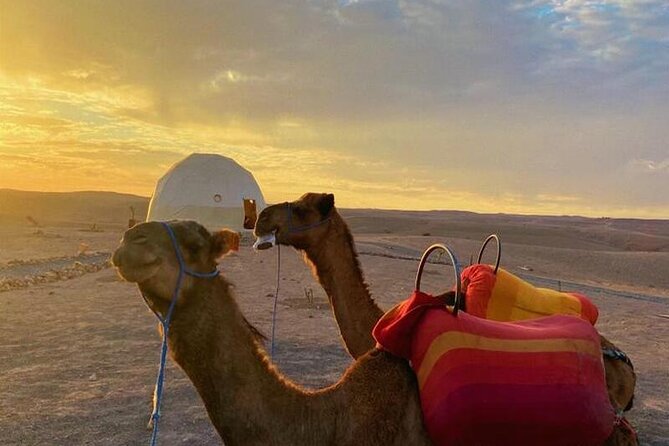 Nomad desert dinner camel ride & bonfire : Marrakech activity - 3:30 PM Pickup to the Camel Ride Start