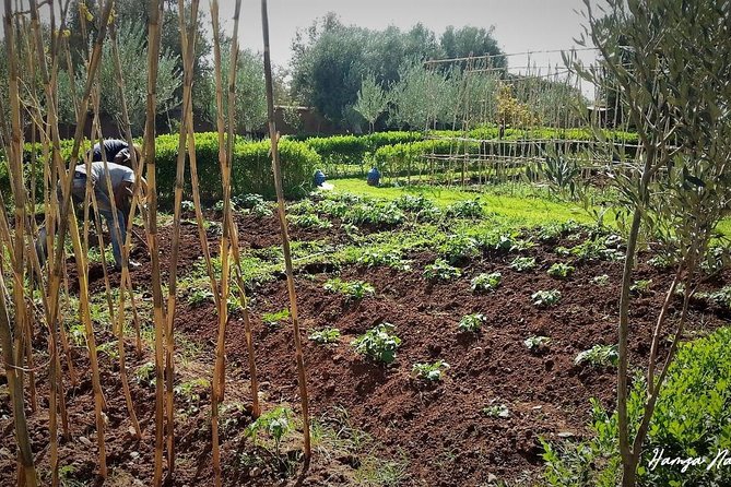 Organic Moroccan Cooking Class At Secret Berber Garden CT - Why this organic farm setting changes the cooking class