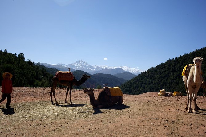 Ourika Valley and Atlas Mountains Full Day Tour with Lunch - Why the Ourika Valley day trip works from Marrakech