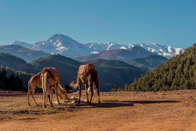 Ourika Valley : Atlas Mountains Day Trip from Marrakech - What to bring and how hard it is (the shoes conversation is real)