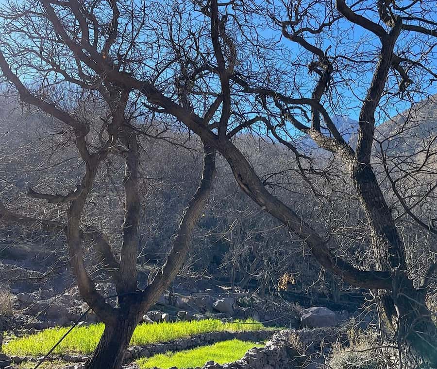 Ourika Valley: Quad Biking,Camel Riding,and Hiking Adventure - Berber house tea and an argan cooperative you can see with your own eyes