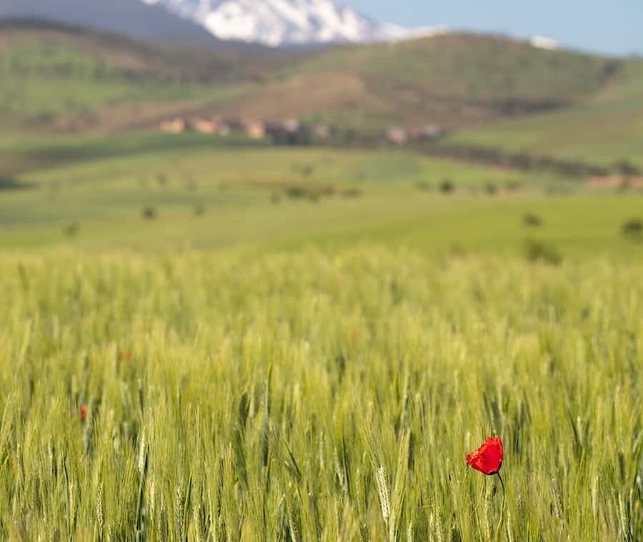 Ourika Valley: Quad Biking,Camel Riding,and Hiking Adventure - The Atlas drive and a panoramic viewpoint stop