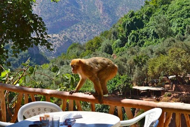 Ouzoud Waterfall & Middle Atlas Mountain Full-Day Tour from Marrakech - The Real Value of the $92.92 Price: What You Get vs. What You’ll Pay
