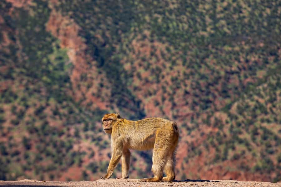 Ouzoud Waterfalls: Day Trip from Marrakech - The boat ride upgrade: getting closer to the falls
