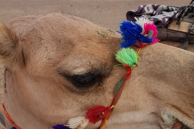 Overnight Camel trek in Merzouga dunes - Price and value: why $40.71 can make sense here