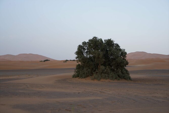 Overnight Desert Tours from Fez to Fez - The Middle Atlas morning: cedar forests, Ifrane, and Azrou